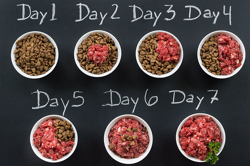 How To Start Raw Food Diet Dog