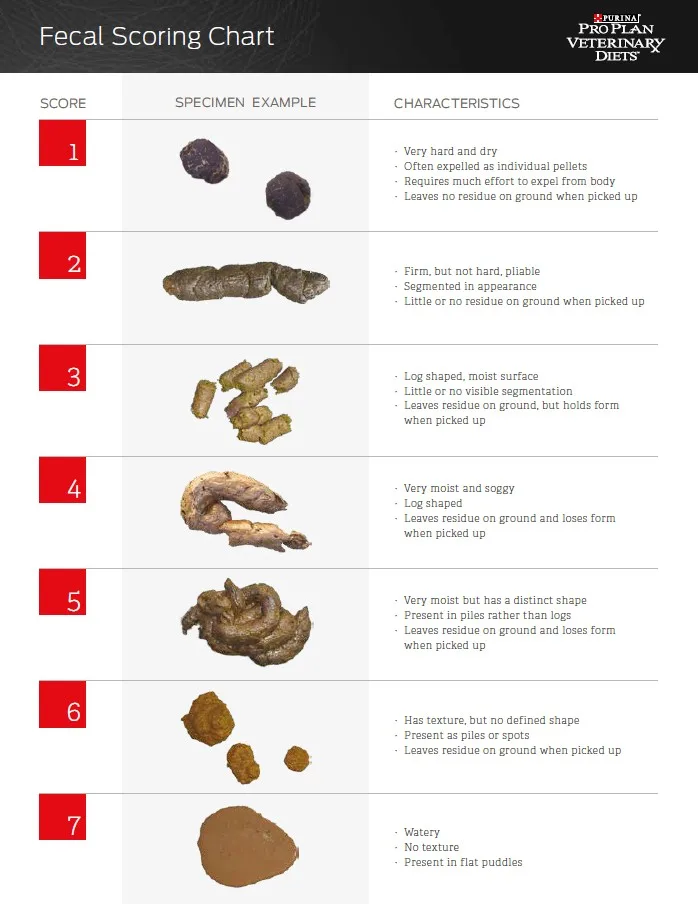 dog fecal scoring chart
