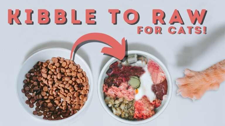 Cat Raw Diet How Much To Feed