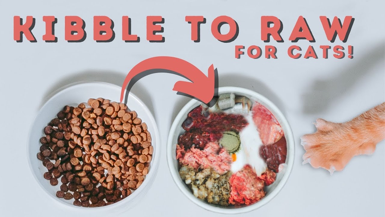 Cat Raw Diet How Much To Feed
